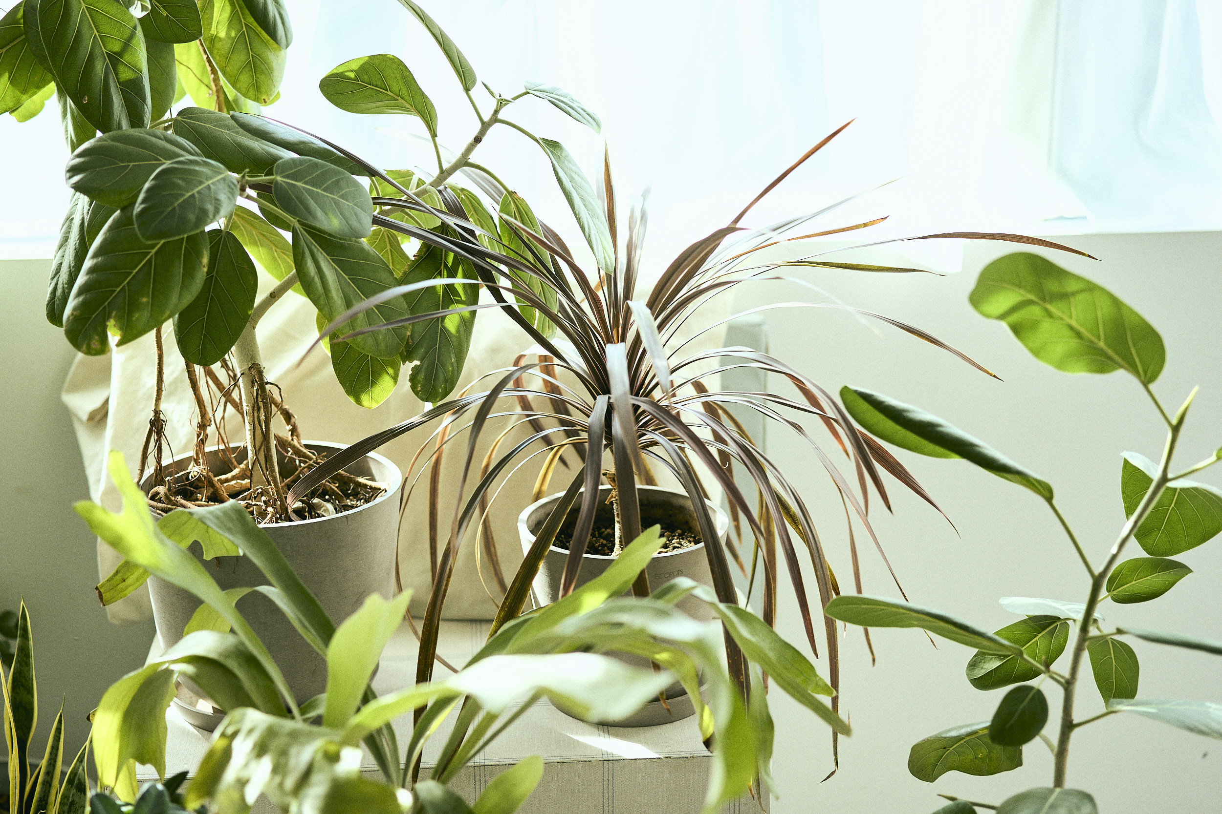 自然光　ハウススタジオ　aL/Right STUDIO.　光の入り方　　観葉植物のある撮影スタジオ　東京　世田谷　撮影